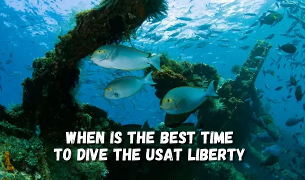 Yellowfin Surgeonfish swim between the USAT Liberty Shipwreck